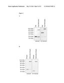 BIOSYNTHETIC PROLINE/ALANINE RANDOM COIL POLYPEPTIDES AND THEIR USES diagram and image