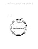 BIOSYNTHETIC PROLINE/ALANINE RANDOM COIL POLYPEPTIDES AND THEIR USES diagram and image