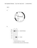 BIOSYNTHETIC PROLINE/ALANINE RANDOM COIL POLYPEPTIDES AND THEIR USES diagram and image