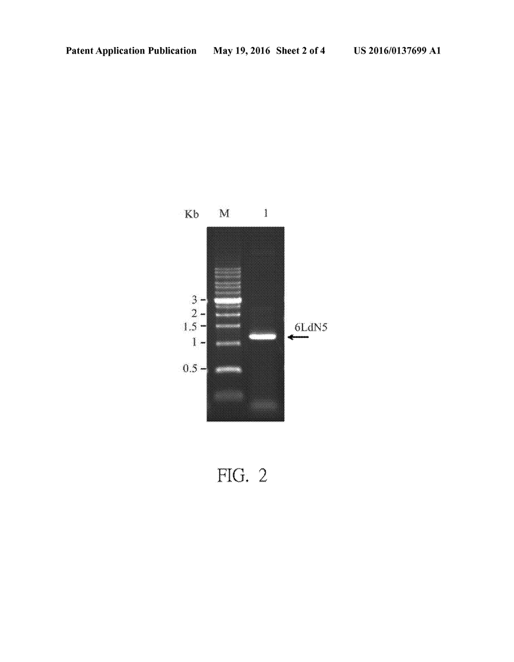 RECOMBINANT FUSION ANTIGEN GENE, RECOMBINANT FUSION ANTIGEN PROTEIN AND     SUBUNIT VACCINE COMPOSITION HAVING THE SAME AGAINST INFECTION OF PORCINE     REPRODUCTIVE AND RESPIRATORY SYNDROME VIRUS - diagram, schematic, and image 03