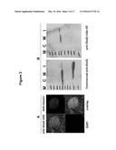 ANTI-CTLA4, ANTI-GLUT2 PROTEIN FOR THE TREATMENT OF TYPE 1 DIABETES diagram and image