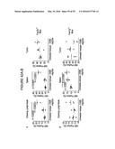 HUMANIZED ANTI-OX40 ANTIBODIES AND USES THEREOF diagram and image