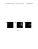 Synthetic Surfaces For Culturing Stem Cell Derived Cardiomyocytes diagram and image