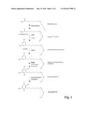 NOVEL CYTOCHROME P450 ENZYMES FROM SORGHUM BICOLOR diagram and image