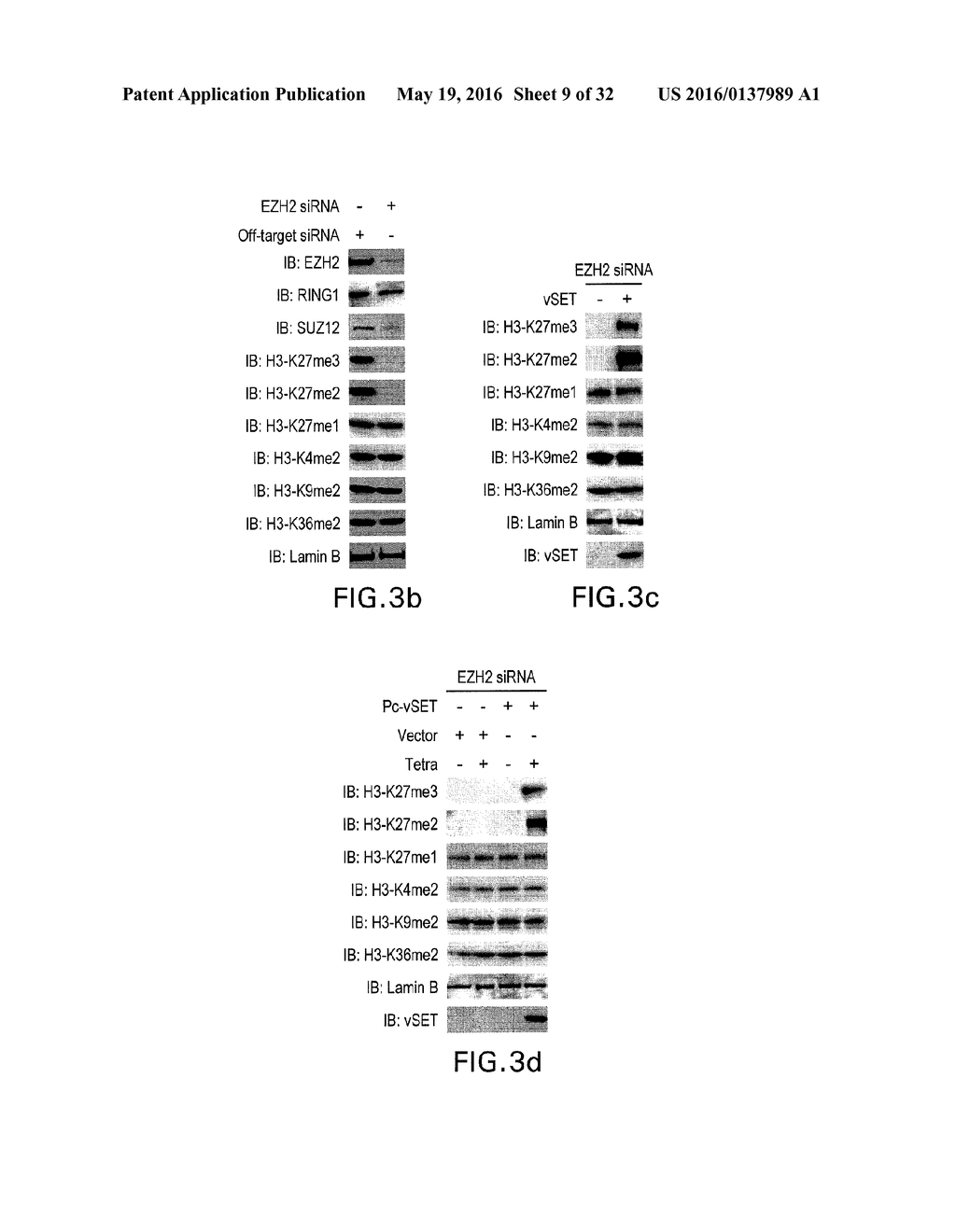 METHOD OF SUPPRESSING GENE TRANSCRIPTION THROUGH HISTONE LYSINE     METHYLATION - diagram, schematic, and image 10