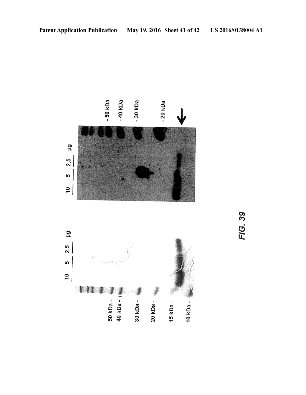 Amino Acid Sequence Presenting Fusion Polypeptide And Its Use - diagram, schematic, and image 42