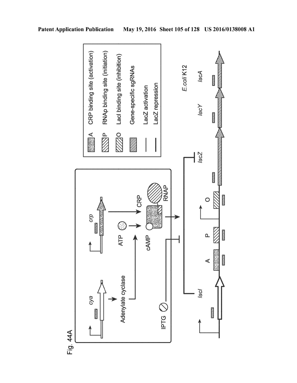 METHODS AND COMPOSITIONS FOR RNA-DIRECTED TARGET DNA MODIFICATION AND FOR     RNA-DIRECTED MODULATION OF TRANSCRIPTION - diagram, schematic, and image 106