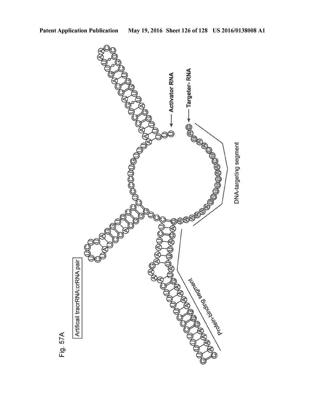 METHODS AND COMPOSITIONS FOR RNA-DIRECTED TARGET DNA MODIFICATION AND FOR     RNA-DIRECTED MODULATION OF TRANSCRIPTION - diagram, schematic, and image 127