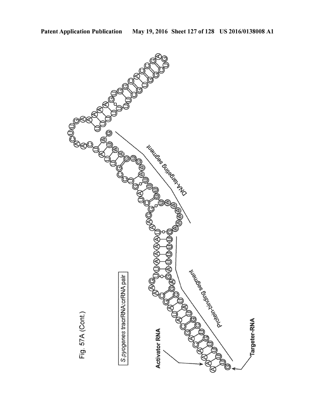 METHODS AND COMPOSITIONS FOR RNA-DIRECTED TARGET DNA MODIFICATION AND FOR     RNA-DIRECTED MODULATION OF TRANSCRIPTION - diagram, schematic, and image 128