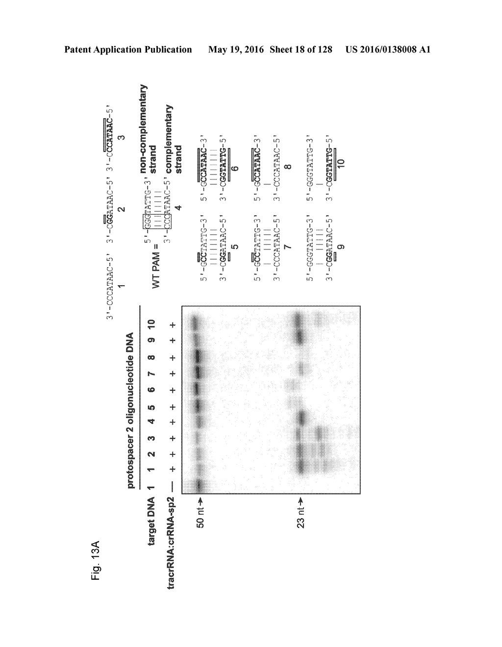 METHODS AND COMPOSITIONS FOR RNA-DIRECTED TARGET DNA MODIFICATION AND FOR     RNA-DIRECTED MODULATION OF TRANSCRIPTION - diagram, schematic, and image 19