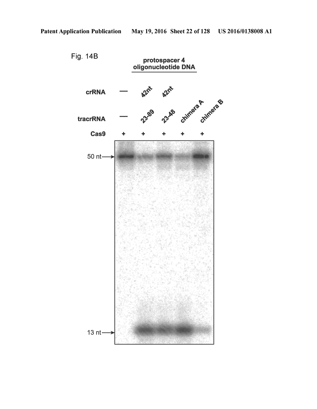 METHODS AND COMPOSITIONS FOR RNA-DIRECTED TARGET DNA MODIFICATION AND FOR     RNA-DIRECTED MODULATION OF TRANSCRIPTION - diagram, schematic, and image 23