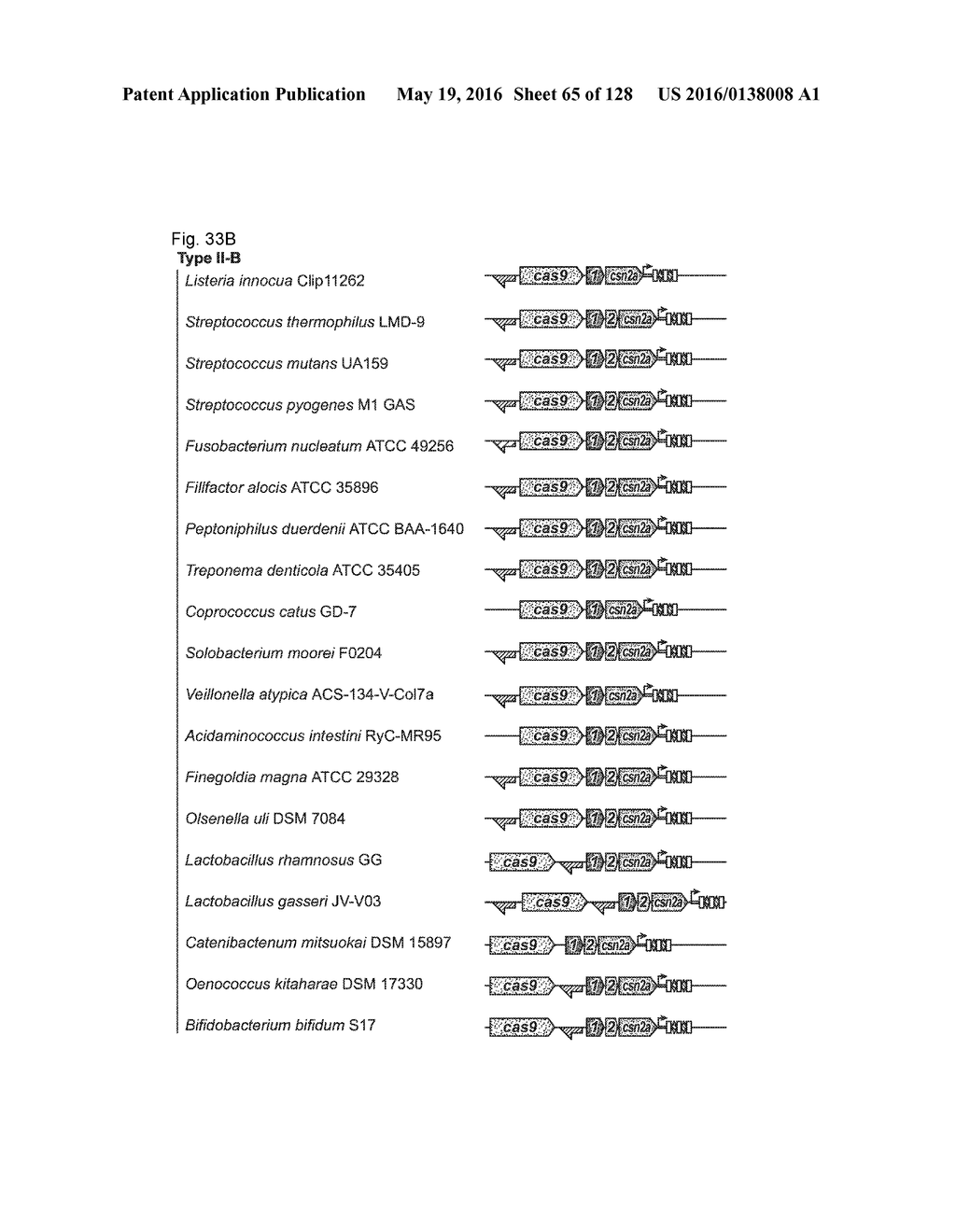 METHODS AND COMPOSITIONS FOR RNA-DIRECTED TARGET DNA MODIFICATION AND FOR     RNA-DIRECTED MODULATION OF TRANSCRIPTION - diagram, schematic, and image 66