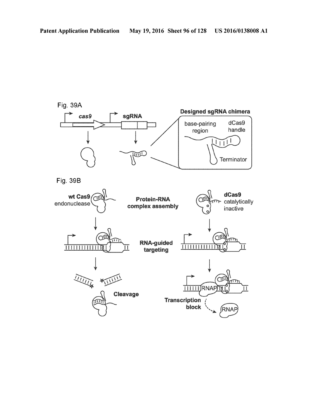 METHODS AND COMPOSITIONS FOR RNA-DIRECTED TARGET DNA MODIFICATION AND FOR     RNA-DIRECTED MODULATION OF TRANSCRIPTION - diagram, schematic, and image 97