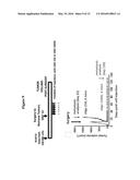 ANTISENSE OLIGONUCLTEOTIDES FOR TREATMENT OF CANCER STEM CELLS diagram and image