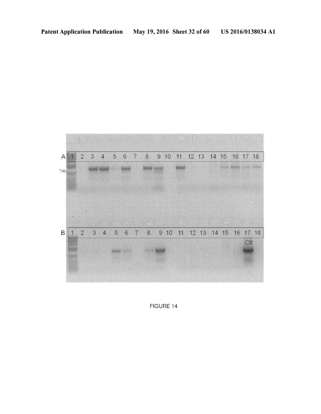 Novel Genes Involved In Biosynthesis - diagram, schematic, and image 33