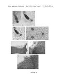 Novel Genes Involved In Biosynthesis diagram and image