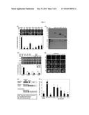 METHOD FOR INACTIVATING TARGET TRANSCRIPTION FACTOR USING ARTIFICIAL SMALL     INTERFERING PEPTIDE AND USE THEREOF diagram and image