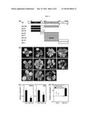 METHOD FOR INACTIVATING TARGET TRANSCRIPTION FACTOR USING ARTIFICIAL SMALL     INTERFERING PEPTIDE AND USE THEREOF diagram and image