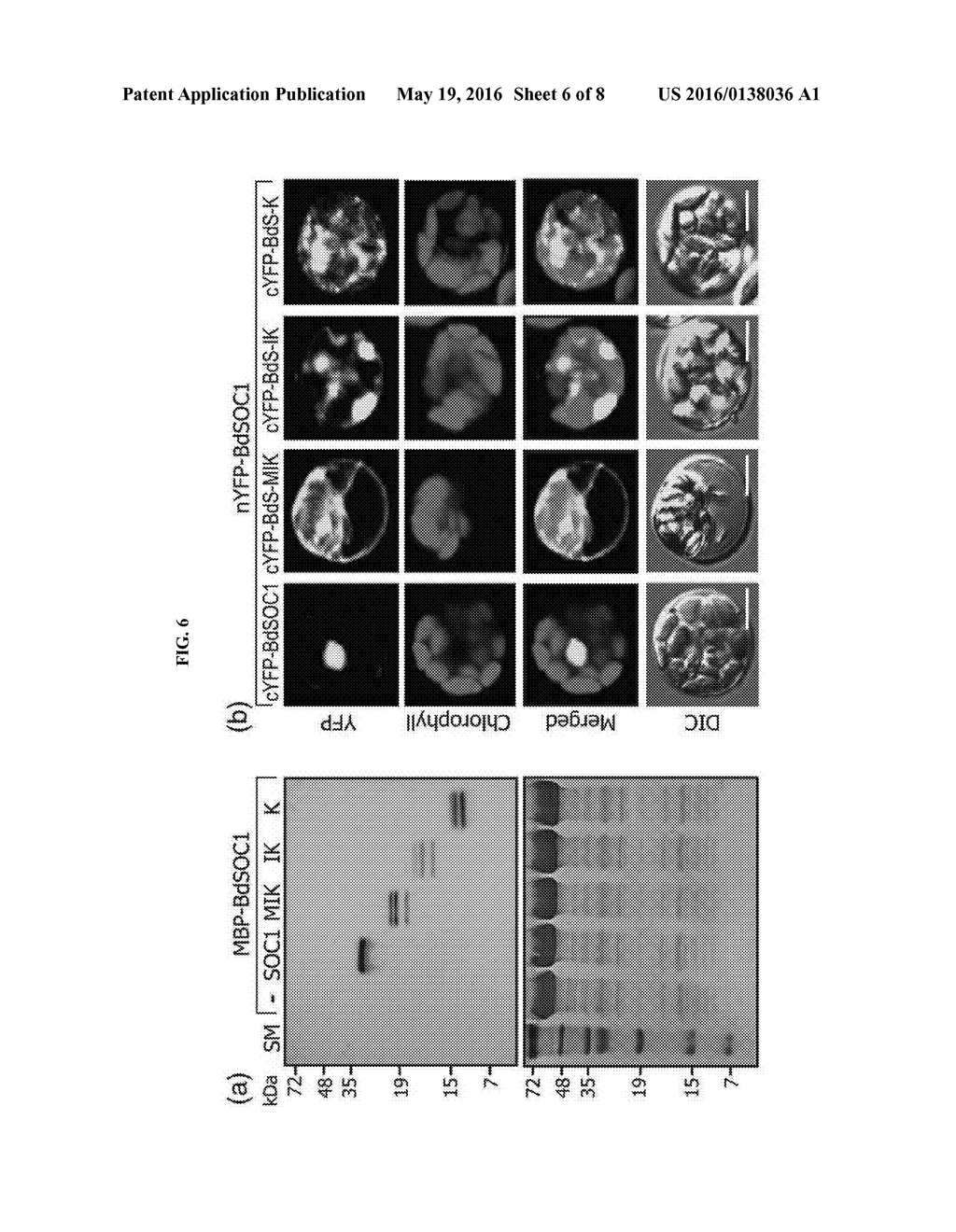 METHOD FOR INACTIVATING TARGET TRANSCRIPTION FACTOR USING ARTIFICIAL SMALL     INTERFERING PEPTIDE AND USE THEREOF - diagram, schematic, and image 07