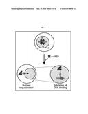 METHOD FOR INACTIVATING TARGET TRANSCRIPTION FACTOR USING ARTIFICIAL SMALL     INTERFERING PEPTIDE AND USE THEREOF diagram and image