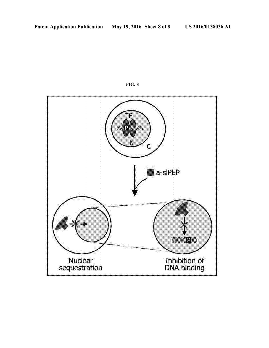 METHOD FOR INACTIVATING TARGET TRANSCRIPTION FACTOR USING ARTIFICIAL SMALL     INTERFERING PEPTIDE AND USE THEREOF - diagram, schematic, and image 09