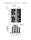 METHODS AND COMPOSITIONS FOR TARGET DNA MODIFICATION diagram and image