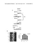 METHODS AND COMPOSITIONS FOR TARGET DNA MODIFICATION diagram and image