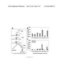 OXYGEN-TOLERANT CoA-ACETYLATING ALDEHYDE DEHYDROGENASE CONTAINING PATHWAY     FOR BIOFUEL PRODUCTION diagram and image
