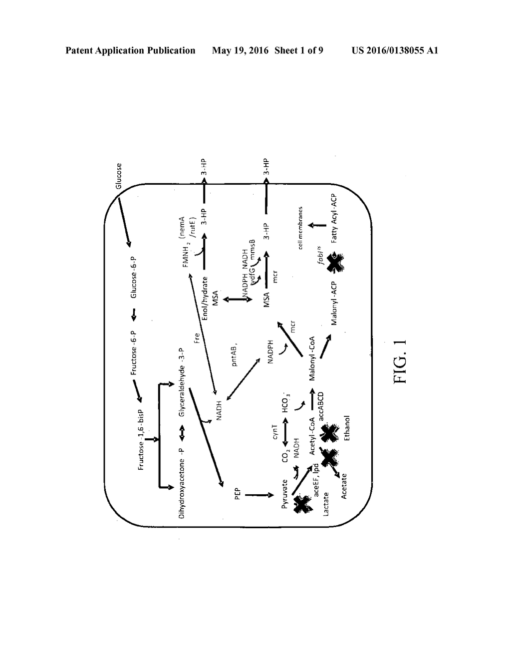 BIOPRODUCTION OF CHEMICALS - diagram, schematic, and image 02