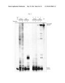 METHDS AND COMPOSITIONS FOR REPLICATION OF THREOSE NUCLEIC ACIDS diagram and image