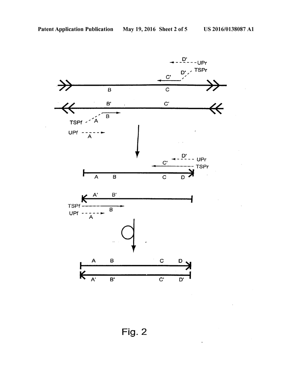 METHODS FOR ANALYSIS OF GENE EXPRESSION - diagram, schematic, and image 03