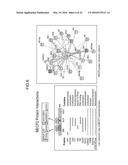 ONCOGENE ASSOCIATED WITH HUMAN CANCERS AND METHODS OF USE THEREOF diagram and image