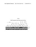 ONCOGENE ASSOCIATED WITH HUMAN CANCERS AND METHODS OF USE THEREOF diagram and image