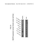 ONCOGENE ASSOCIATED WITH HUMAN CANCERS AND METHODS OF USE THEREOF diagram and image