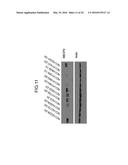 ONCOGENE ASSOCIATED WITH HUMAN CANCERS AND METHODS OF USE THEREOF diagram and image