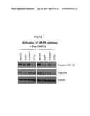 ONCOGENE ASSOCIATED WITH HUMAN CANCERS AND METHODS OF USE THEREOF diagram and image