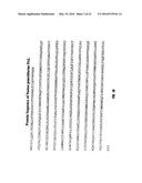 ASSAYS FOR DETECTION OF PHENYLALANINE AMMONIA-LYASE AND ANTIBODIES TO     PHENYLALANINE AMMONIA-LYASE diagram and image