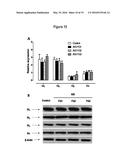 GI PROTEIN PHOSPHORYLATION AS MARKER FOR SCOLIOSIS AND SCOLIOSIS     PROGRESSION, METHODS OF INCREASING GIPCR SIGNALING IN SCOLIOTIC SUBJECTS diagram and image