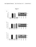 GI PROTEIN PHOSPHORYLATION AS MARKER FOR SCOLIOSIS AND SCOLIOSIS     PROGRESSION, METHODS OF INCREASING GIPCR SIGNALING IN SCOLIOTIC SUBJECTS diagram and image