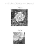 IMAGE PROCESSING APPARATUS, IMAGE PROCESSING METHOD, PROGRAM, PRINTING     MEDIUM, AND RECORDING MEDIUM diagram and image