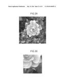 IMAGE PROCESSING APPARATUS, IMAGE PROCESSING METHOD, PROGRAM, PRINTING     MEDIUM, AND RECORDING MEDIUM diagram and image