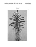 Vanda Plant Named SPCDW1404 diagram and image