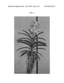 Vanda plant named SPCDW1407 diagram and image