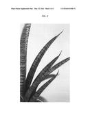 Sansevieria Hybrid Plant Named Supsan1402 diagram and image