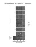 MAINTENANCE MEDIUM FOR PRIMATE PLURIPOTENT STEM CELLS diagram and image