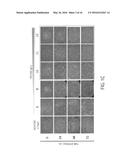 MAINTENANCE MEDIUM FOR PRIMATE PLURIPOTENT STEM CELLS diagram and image