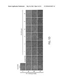 MAINTENANCE MEDIUM FOR PRIMATE PLURIPOTENT STEM CELLS diagram and image