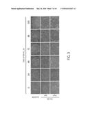 MAINTENANCE MEDIUM FOR PRIMATE PLURIPOTENT STEM CELLS diagram and image