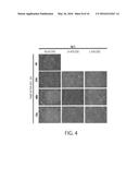 MAINTENANCE MEDIUM FOR PRIMATE PLURIPOTENT STEM CELLS diagram and image