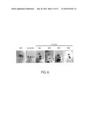 MAINTENANCE MEDIUM FOR PRIMATE PLURIPOTENT STEM CELLS diagram and image